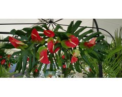 decoration exterieure fleurs d anthuriums rouge